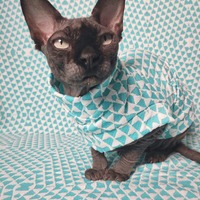 Bizarre Love Triangle - Thumbnail 1