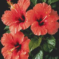 Orange Hibiscus Cross Stitch Pattern - Thumbnail 1