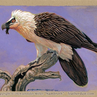 Bone eater - bearded vulture - gouache painting
