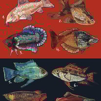 Fish sticker sheets