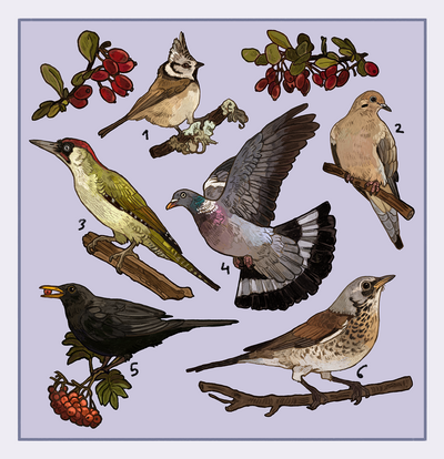 Bird sticker sheet