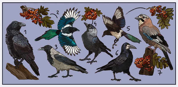 Corvid sticker sheet