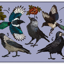 Corvid sticker sheet