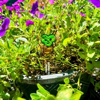 Korok Planter - Thumbnail 3