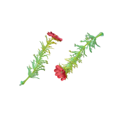 10pcs. flower stems for fashion dolls