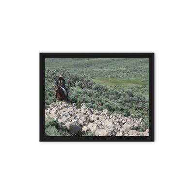 Sheep herder in kemmerer, wyoming