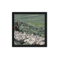 Sheep herder in Kemmerer, Wyoming - Thumbnail 3