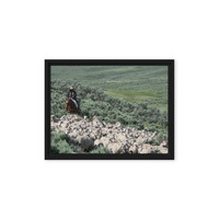 Sheep herder in Kemmerer, Wyoming - Thumbnail 4