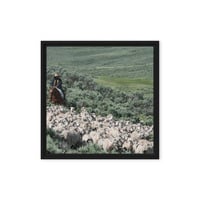 Sheep herder in Kemmerer, Wyoming - Thumbnail 6