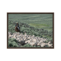 Sheep herder in Kemmerer, Wyoming - Thumbnail 21