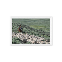 Sheep herder in Kemmerer, Wyoming - Thumbnail 31