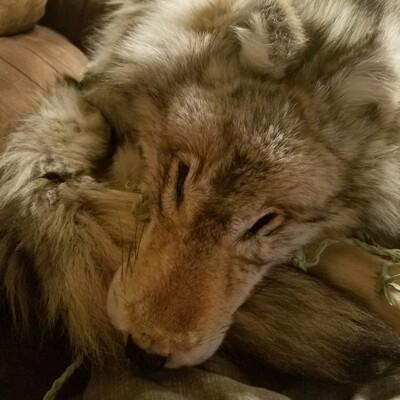 Wolf pelt headdress 