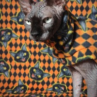 Black Cat Revenge - Luxe Fleece - Thumbnail 2