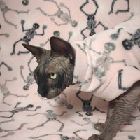 Cobwebs & Skeletons - Luxe Fleece - Thumbnail 1