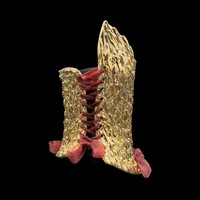 Gold Dragon wearable ceramic corset by: Nicole Moan - Thumbnail 2
