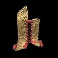 Gold Dragon wearable ceramic corset by: Nicole Moan - Thumbnail 6