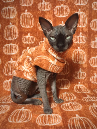 Pumpkins! - Luxe Fleece