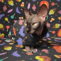 Trick-Or-Treats! - Luxe Fleece - Thumbnail 1