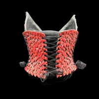 Red Dragon wearable ceramic corset by: Nicole Moan - Thumbnail 4