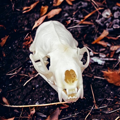 Whitened mink skull 