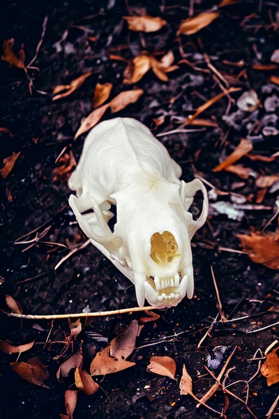 Whitened Mink Skull 