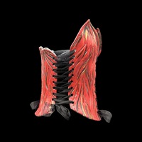 Red fire with 23K Gold wearable ceramic corset by: Nicole Moan - Thumbnail 6