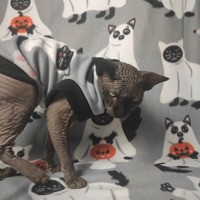 Cat Sheet - Fleece - Thumbnail 1