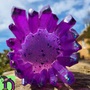 Crystal Candle Holder-3