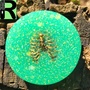 Pop Sockets-2