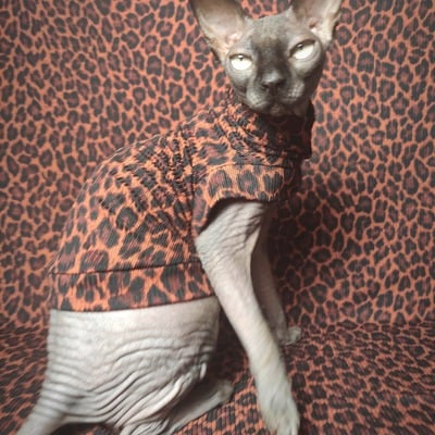 Chocolate jaguar - ribbed for her pleasure 