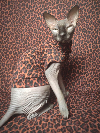 Chocolate Jaguar - Ribbed For Her Pleasure 