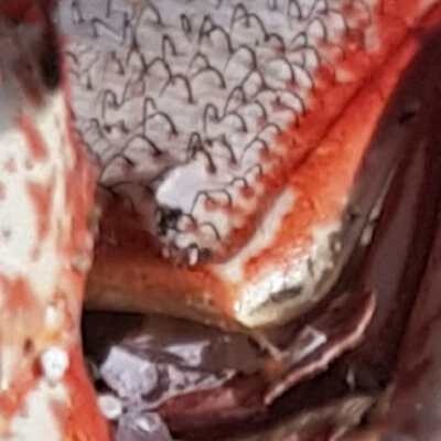 The haters & jugendwerkhof 'crustacean' c-40 - Thumbnail 2