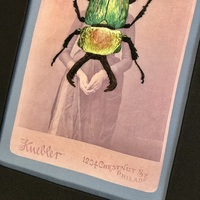 Beetle v.2 - Thumbnail 3