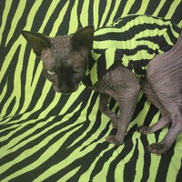 Neon Tiger ( Green) - Sleepwear - Thumbnail 1