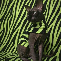 Neon Tiger ( Green) - Sleepwear - Thumbnail 2