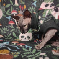 Halloween Shroomin' - Fleece - Thumbnail 1