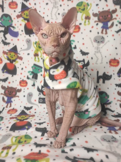 Halloween Pawty - Luxe Fleece