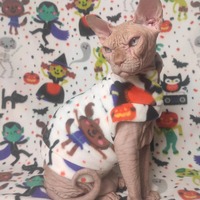 Halloween Pawty - Luxe Fleece - Thumbnail 1