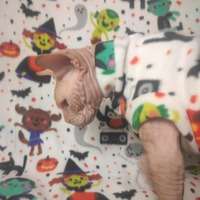 Halloween Pawty - Luxe Fleece - Thumbnail 2