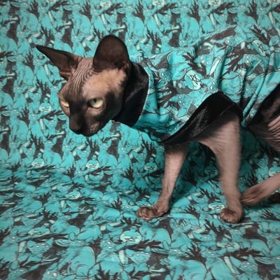 Sphynx coven - Thumbnail 2