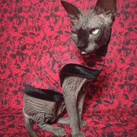 The Devil Made Me Do It - Thumbnail 1