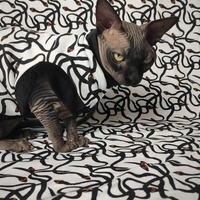 SSSSSSSnakes - Thumbnail 1