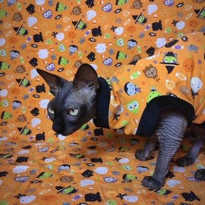 I want candy! (orange)