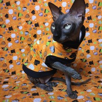 I Want Candy! (Orange) - Thumbnail 1