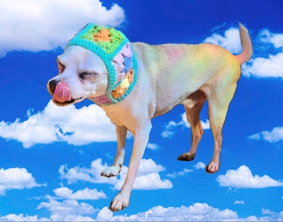 Small Dog Balaclava (custom order)