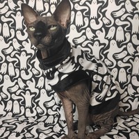 Scared Ghosts - Thumbnail 2