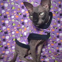 I Want Candy! (Purple) - Thumbnail 2