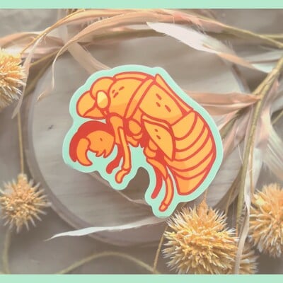 Cicada shell | sticker
