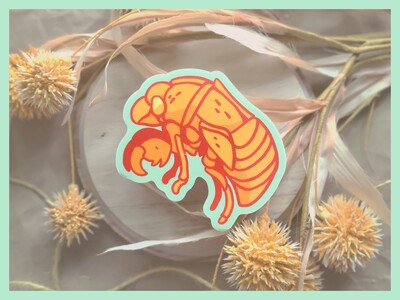 Cicada Shell | Sticker