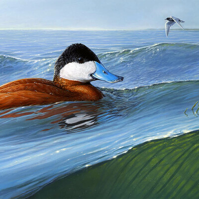 On sale 2015 ruddy duck companion print (unframed)